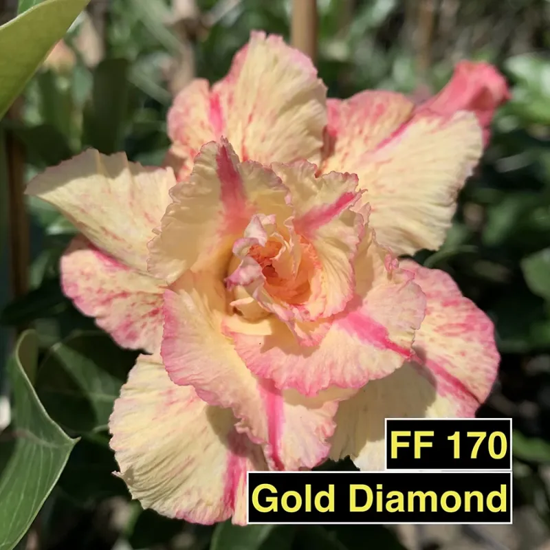Rosa do Deserto Gold Diamond