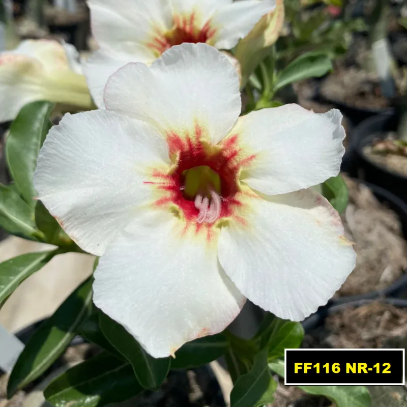Rosa do Deserto NR-12