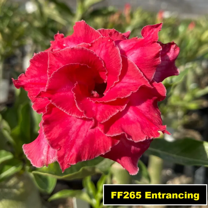 Rosa do Deserto Entrancing