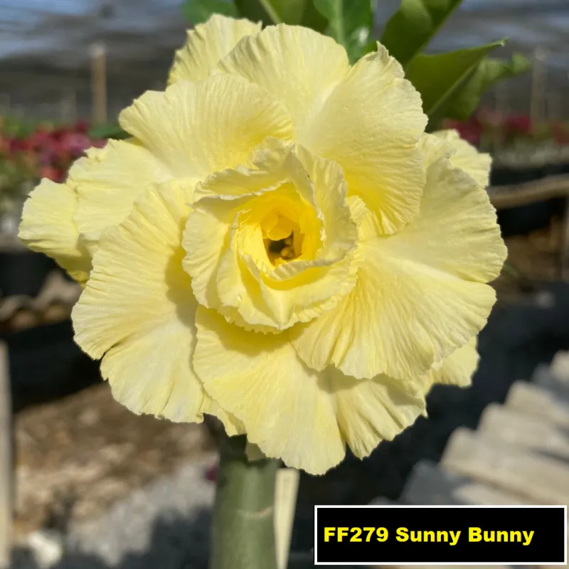 Rosa do Deserto Sunny Bunny