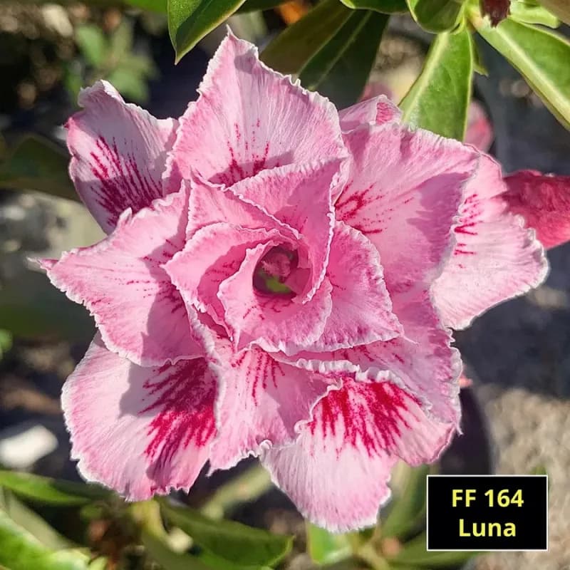 Rosa do Deserto Luna