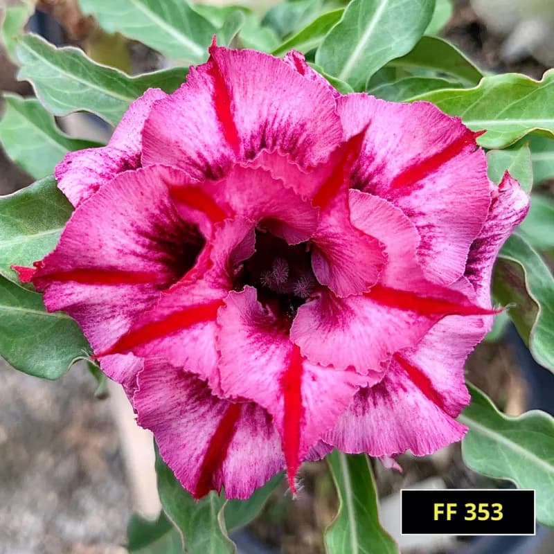 Rosa do Deserto Premium