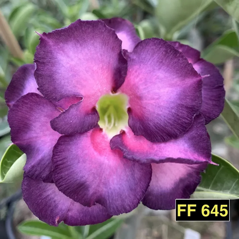 Rosa do Deserto Violeta