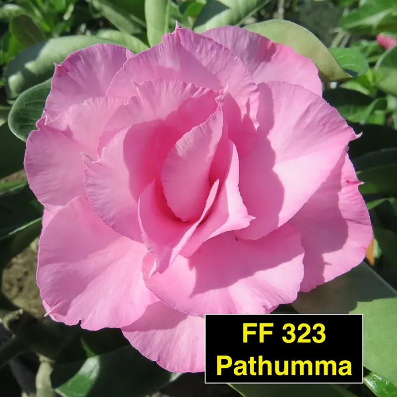 Rosa do Deserto Pathumma