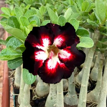 Rosa do Deserto Black Lover