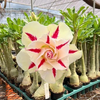 Rosa do Deserto BRD-102