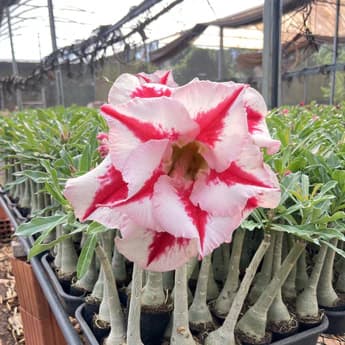 Rosa do Deserto Channel