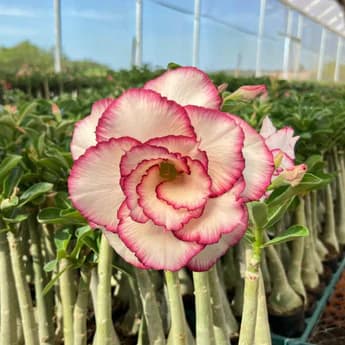 Rosa do Deserto Giz