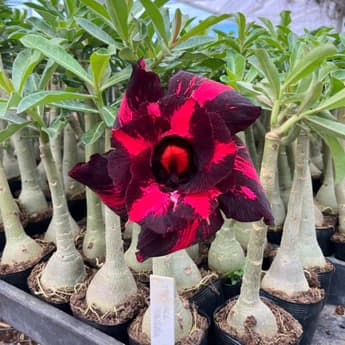 Rosa do Deserto Black Aurora