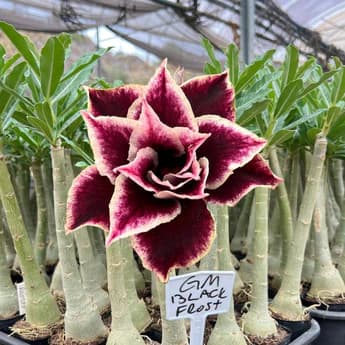 Rosa do Deserto Black Frost