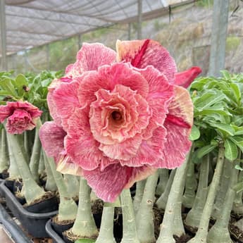 Rosa do Deserto GM Celestial