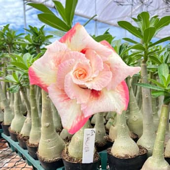 Rosa do Deserto Sakura