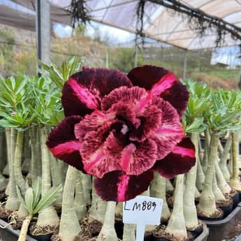 Rosa do Deserto LM-889