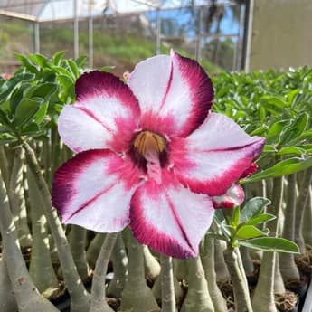 Rosa do Deserto Mineira